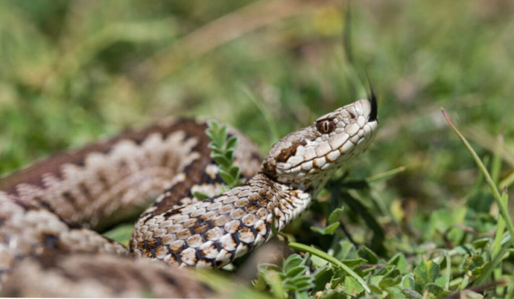 Στο νοσοκομείο άνδρας από τσίμπημα οχιάς