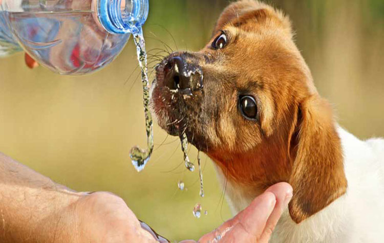 Οδηγίες για τα αδέσποτα με αφορμή τον καύσωνα