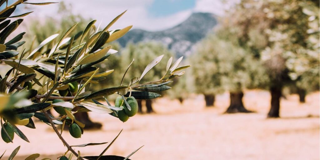 Ελέγχει την αποδοτικότητα της δακοκτονίας η Περιφέρεια