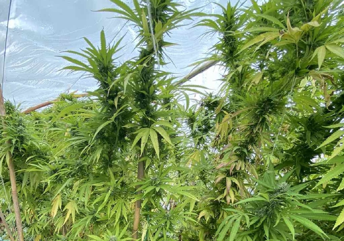 Είχε τα δέντρα της κάνναβης σπίτι του