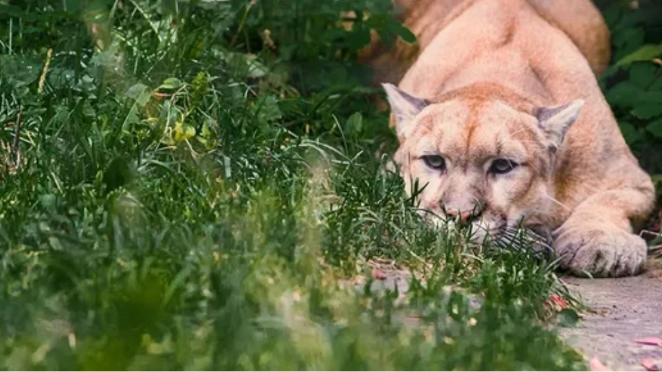 Ελεύθερο λιοντάρι έξω από το Βερολίνο