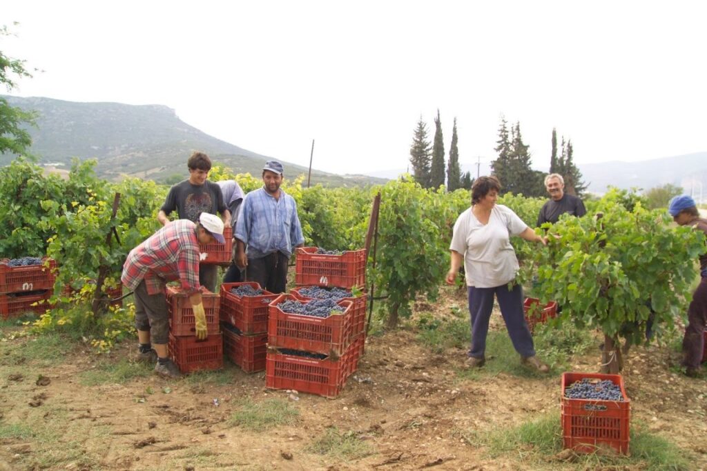 Σε διαβούλευση η απόφαση για τις ομάδες παραγωγών