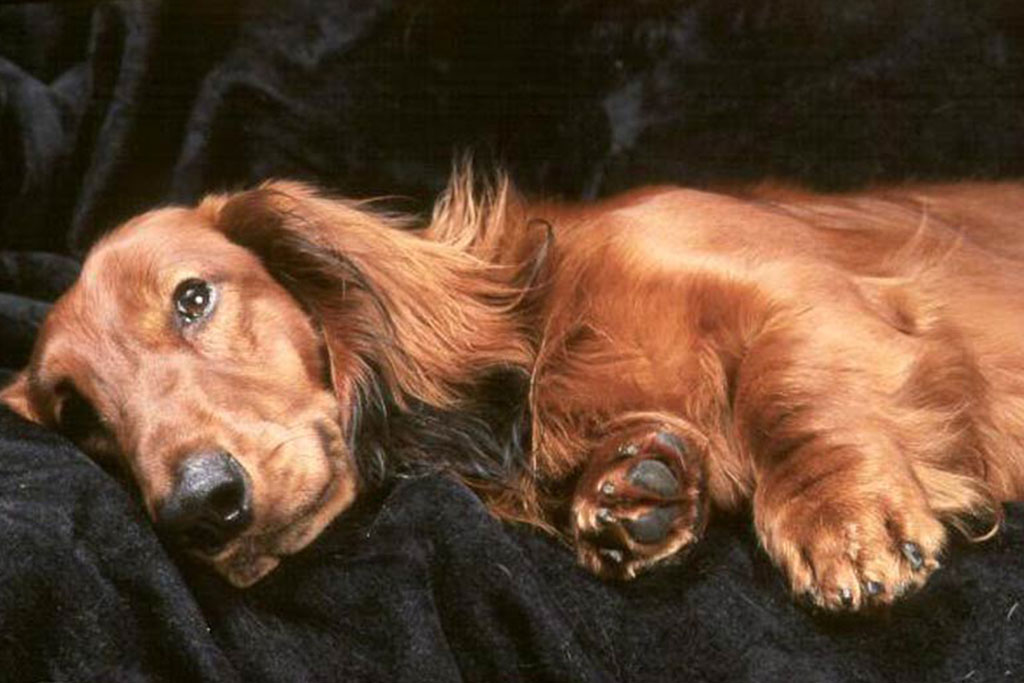 Σκότωσαν το σκυλάκι δημάρχου – Επικηρύχθηκαν οι δράστες