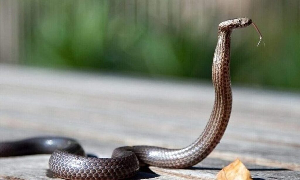 Φίδι δάγκωσε παιδί 3.5 ετών – Νοσηλεύεται στο νοσοκομείο