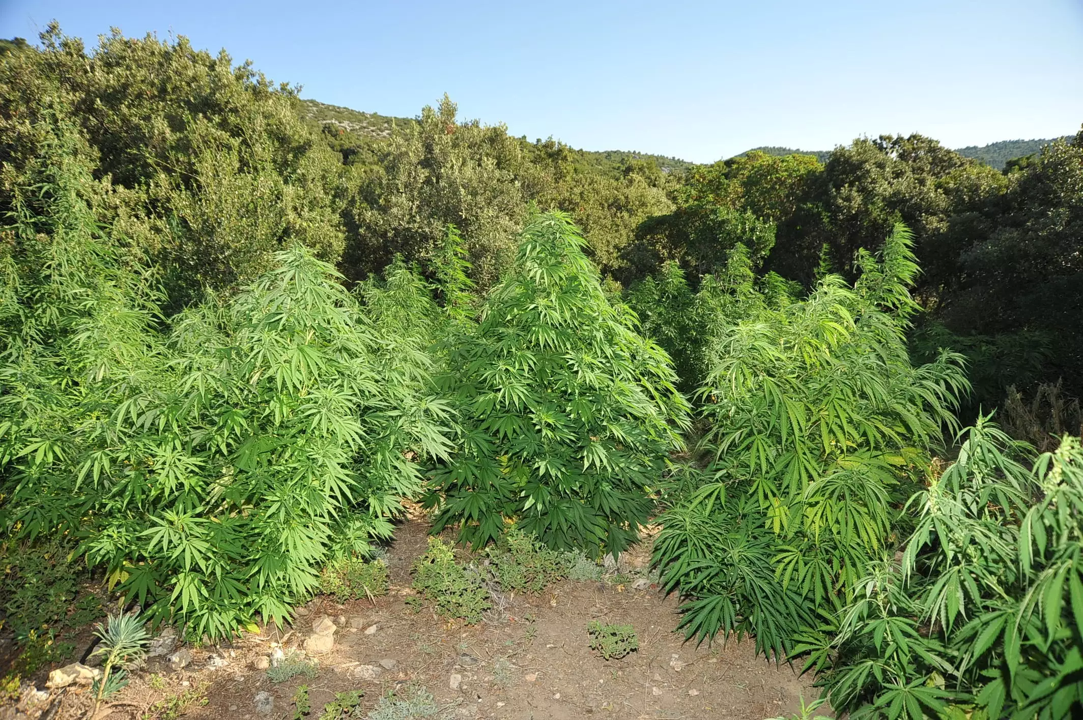 Τον έπιασαν με πάνω από 1 κιλό χασίς κι 163 δενδρύλλια