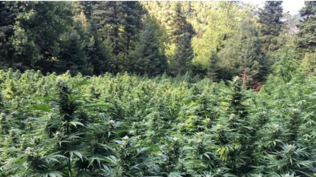 Είχαν φυτεία … οικογενειακή