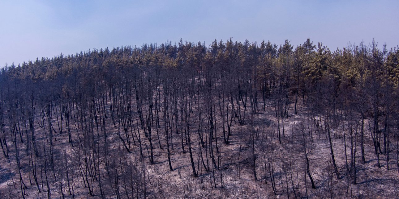 Στάχτη πάνω από 617.000 στρέμματα στον Έβρο – Καμμένα 50.000 στρέμματα στην Αττική