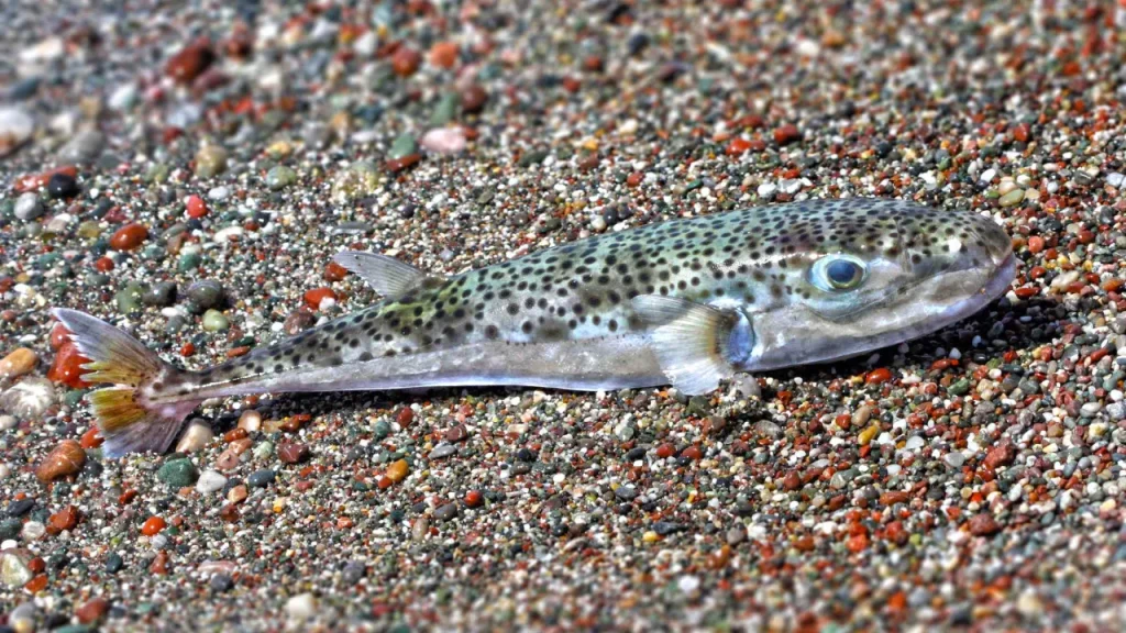 Τον τρόμο έζησε γυναίκα μετά από επίθεση λαγοκέφαλου σε πολυσύχναστη παραλία