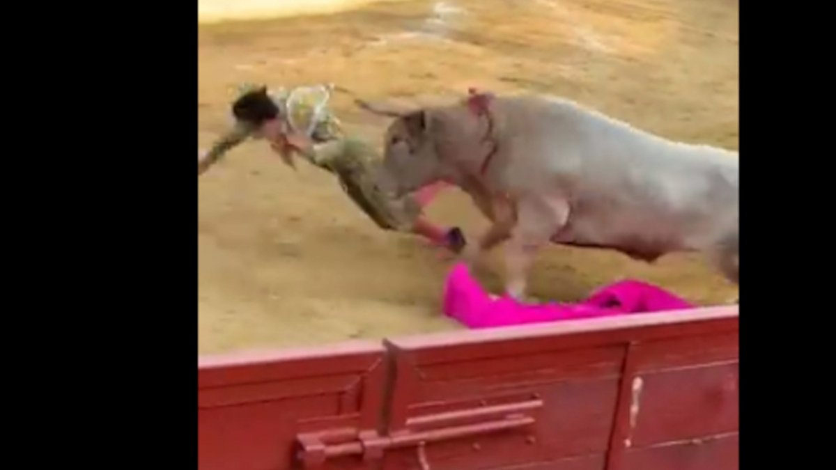 Ταύρος πετά στον αέρα ταυρομάχο