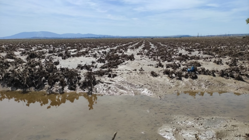 Οι επιπτώσεις της κλιματικής κρίσης στο Διεθνές Συνέδριο Μετεωρολογίας
