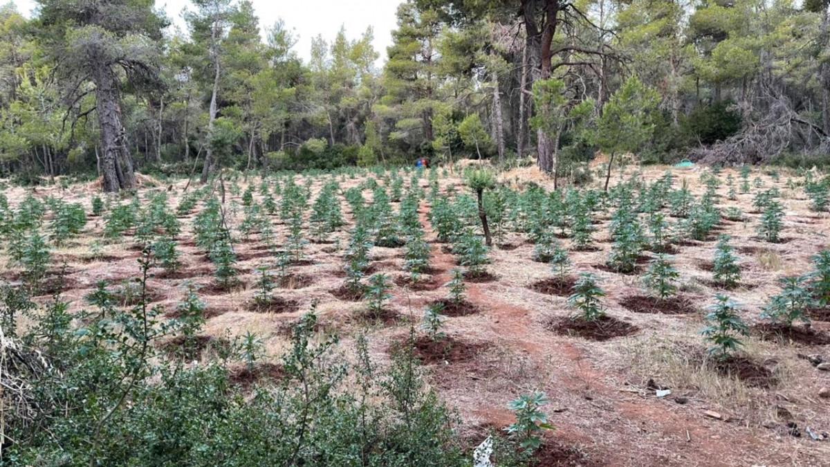 Βρήκαν δάσος με … χασίς