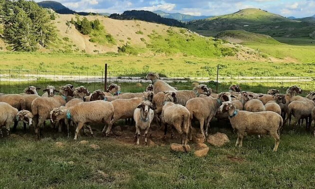 Ελεύθεροι υπό όρους οι ζωοκλέφτες