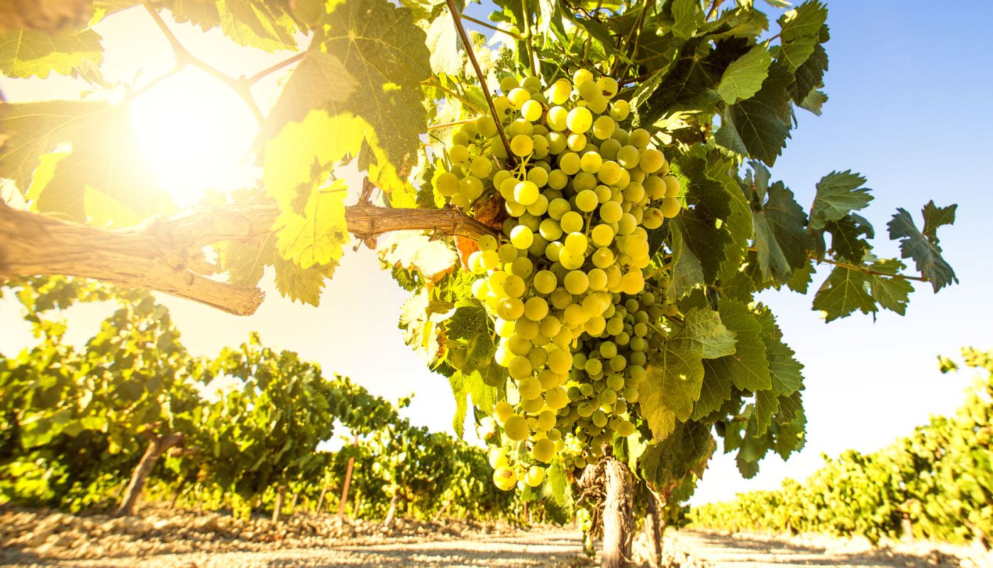 Πολύ μεγάλα θέματα αντιμετωπίζουν οι αμπελουργοί