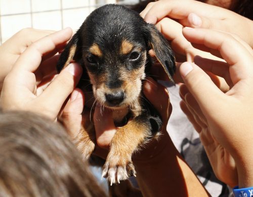 Ο Δήμος Ηρακλείου για την Παγκόσμια Ημέρα Ζώων