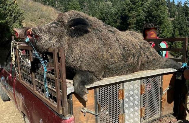 Τεράστιο αγριογούρουνο στη Φθιώτιδα