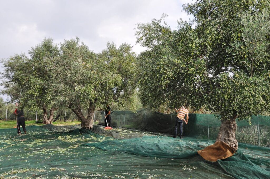 Τις λύσεις που θα βελτιώσουν τα προβλήματα τους αναζητούν οι αγρότες της Κρήτης
