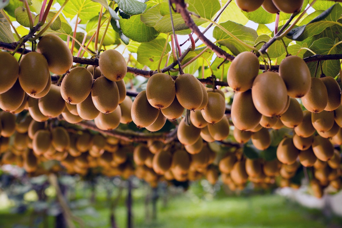 Σημαντικοί έλεγχοι στα ακτινίδια από το Υπουργείο Αγροτικής Ανάπτυξης