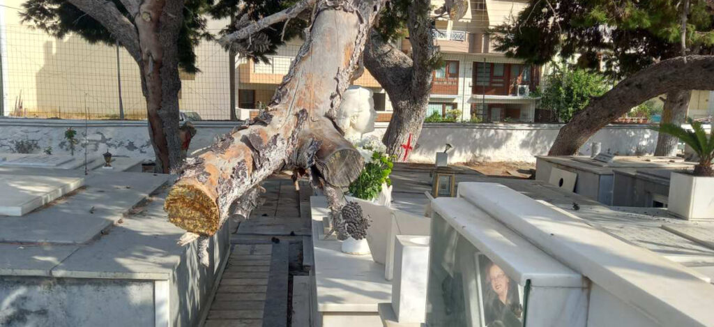 Θα κοπούν τελικά τα δέντρα στον Άγιο Κωνσταντίνο