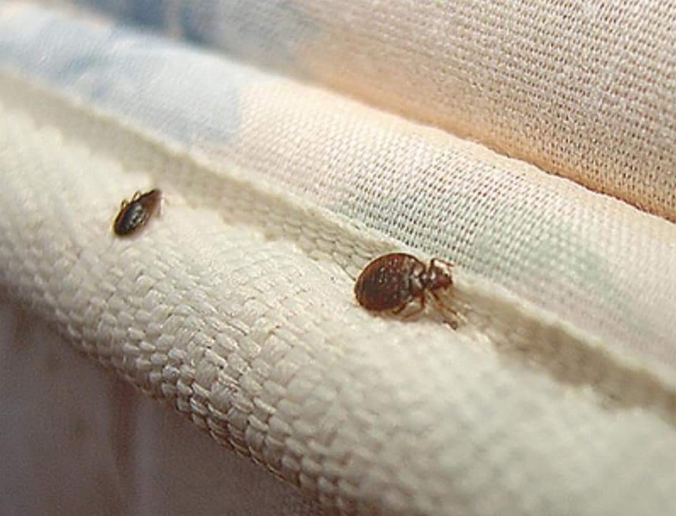 Συναγερμός και στην Ελλάδα για κοριούς: Έκλεισε πτέρυγα ξενοδοχείου στην Αττική για απεντόμωση