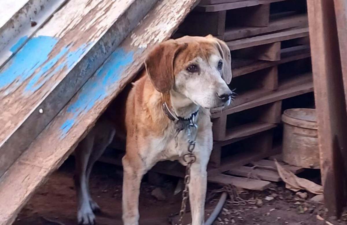 Δεν πρόσεχαν τα σκυλιά και συνελήφθησαν