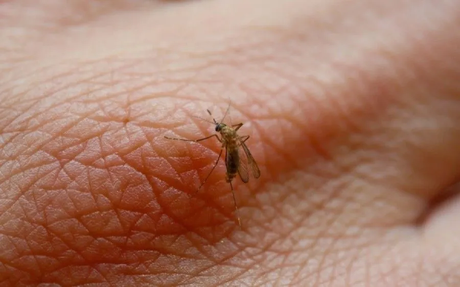 Το κουνούπι που δε… θέλει η Κρήτη