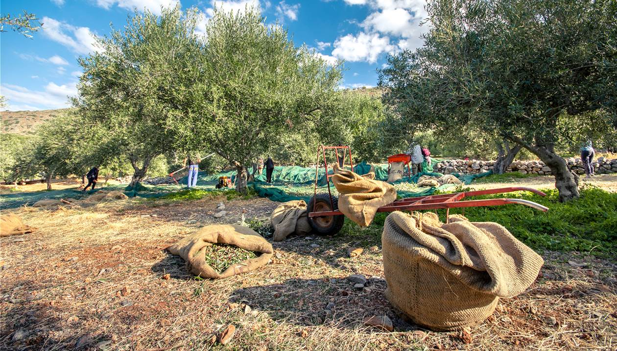Κλιμακώνουν τις αντιδράσεις αγρότες και κτηνοτρόφοι με φόντο τα λάθη του ΟΠΕΚΕΠΕ