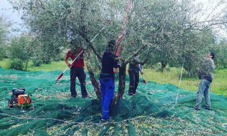 Μ. Αλμπαντάκης σε ΘΕΜΑ ΚΡΗΤΗΣ: “Κατά 80 % μειωμένη η παραγωγή στο ελαιόλαδο”