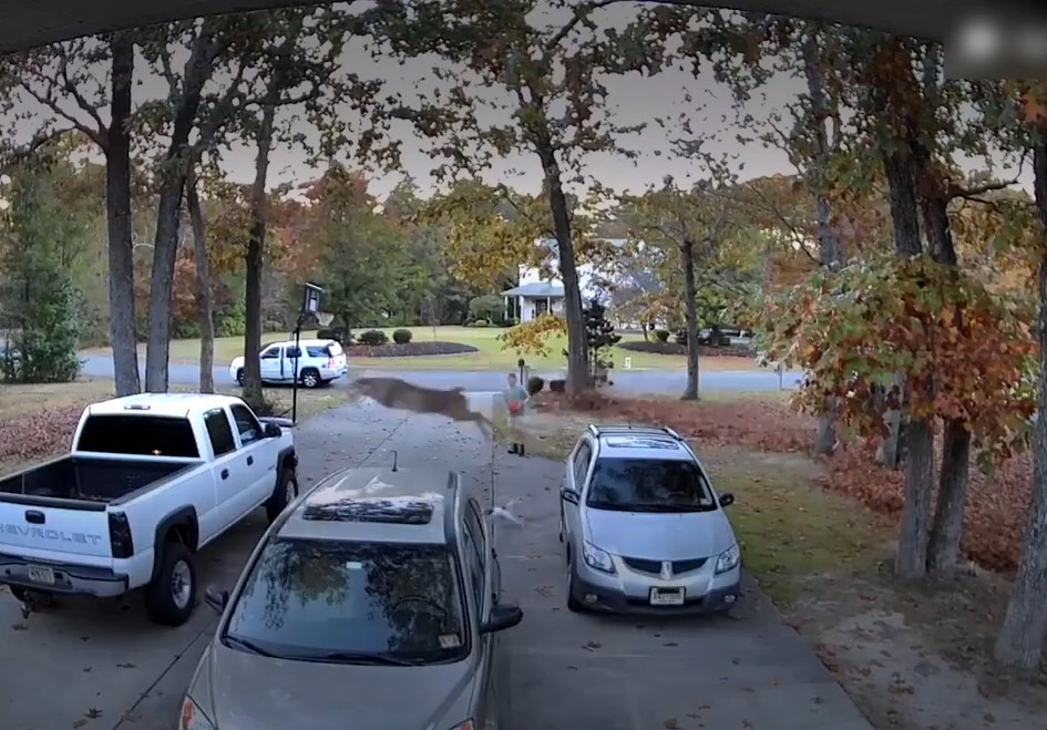 Ιπτάμενο ελάφι πηδάει πάνω από δύο αυτοκίνητα (video)