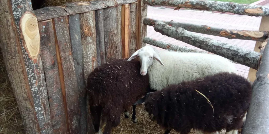 Εισαγγελική παρέμβαση για τις φάτνες του Βόλου θα ζητήσουν οι κτηνίατροι