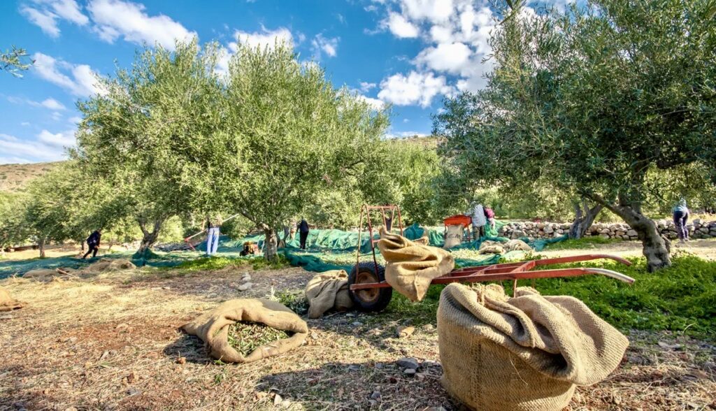 Ζητούνται κατ’ αρχάς 70 εργάτες για τις ελιές από τη Δυτική Μακεδονία