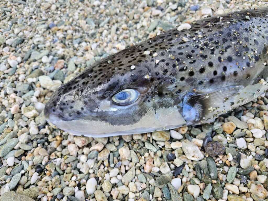 Λαγοκέφαλοι ξανά στις βόρειες ακτές