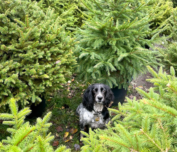 Απογοητευμένοι οι ελατοπαραγωγοί – Καταστροφική η χρονιά