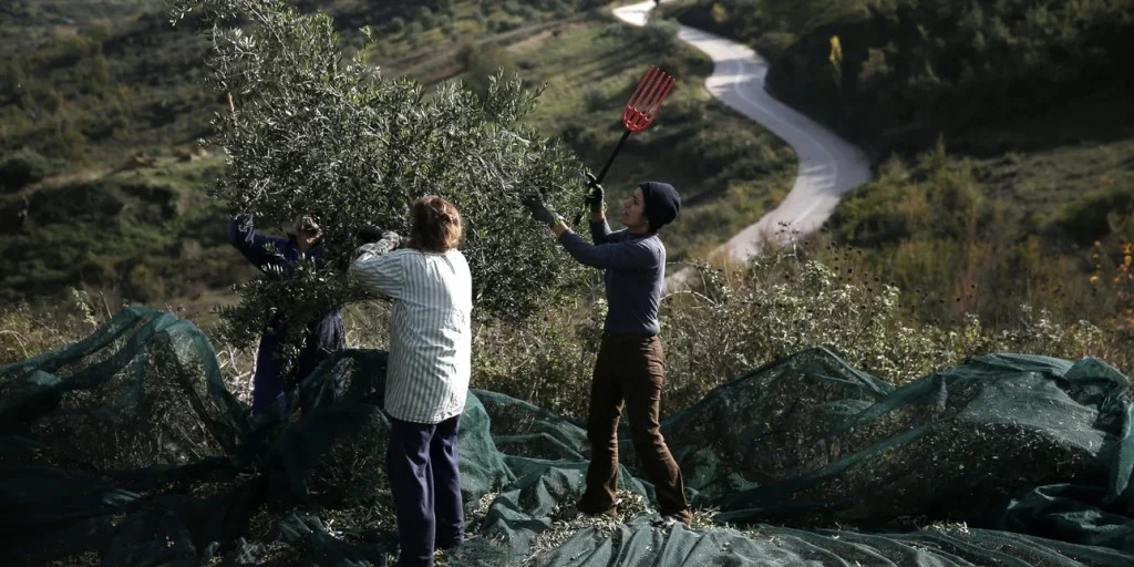 Financial Times: Οι ευκαιρίες που μπορεί να προκύψουν για το ελληνικό ελαιόλαδο