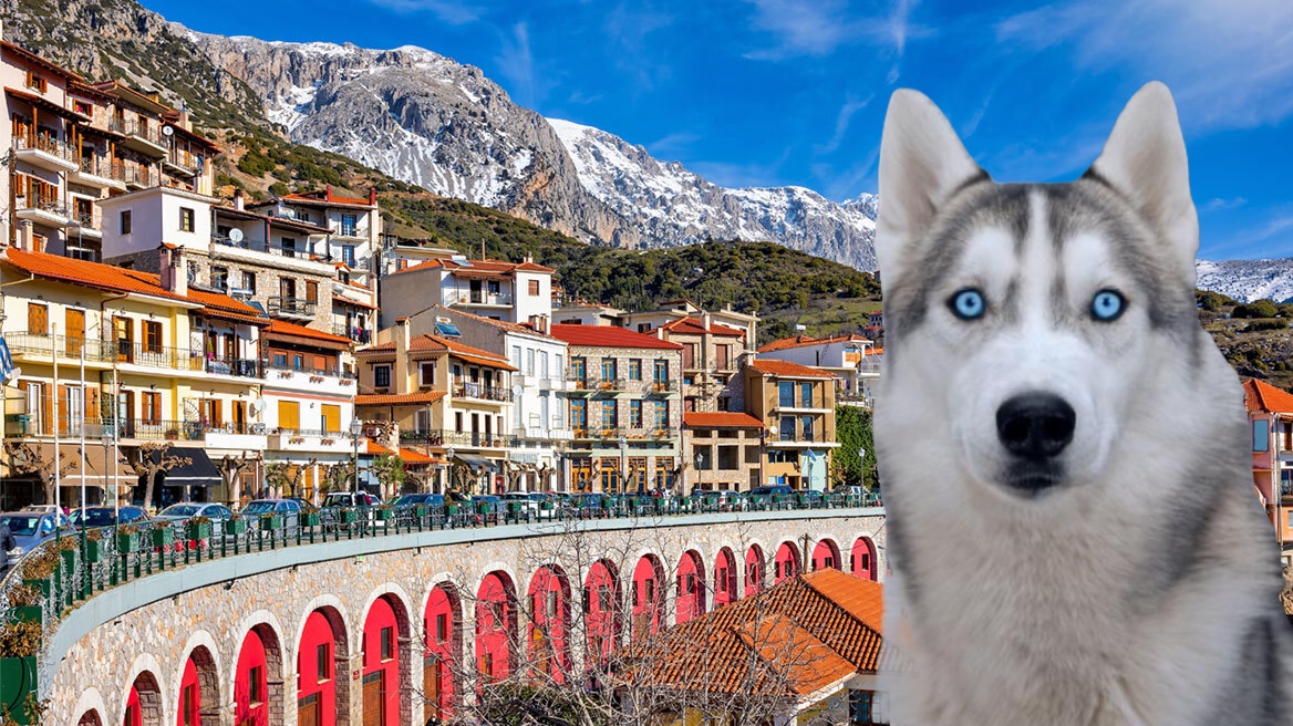 Από το μηδέν οι έρευνες στην Αράχωβα για το χάσκι