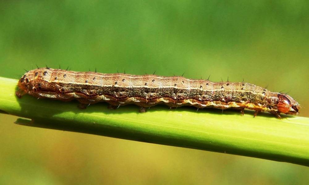 Σε κρίσιμη φάση η Κρήτη αναφορικά με το έντομο καραντίνας