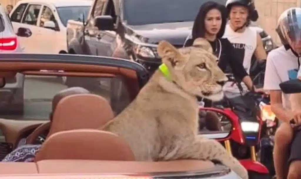 Έβγαλε βόλτα το… λιοντάρι και συνελήφθη