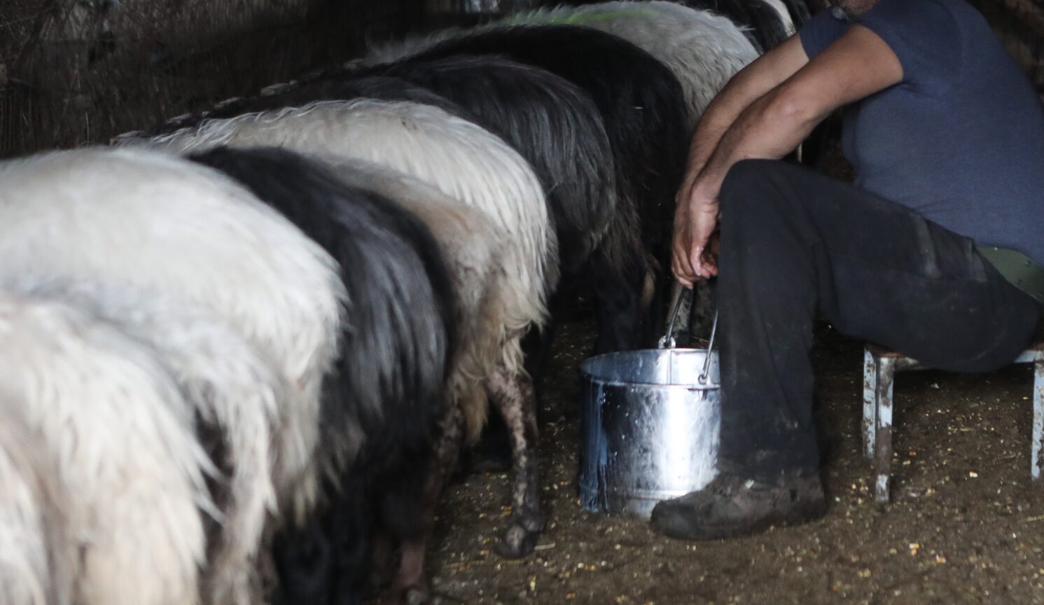 Τον βρήκε νεκρό ο φίλος του πλάι στα ζώα