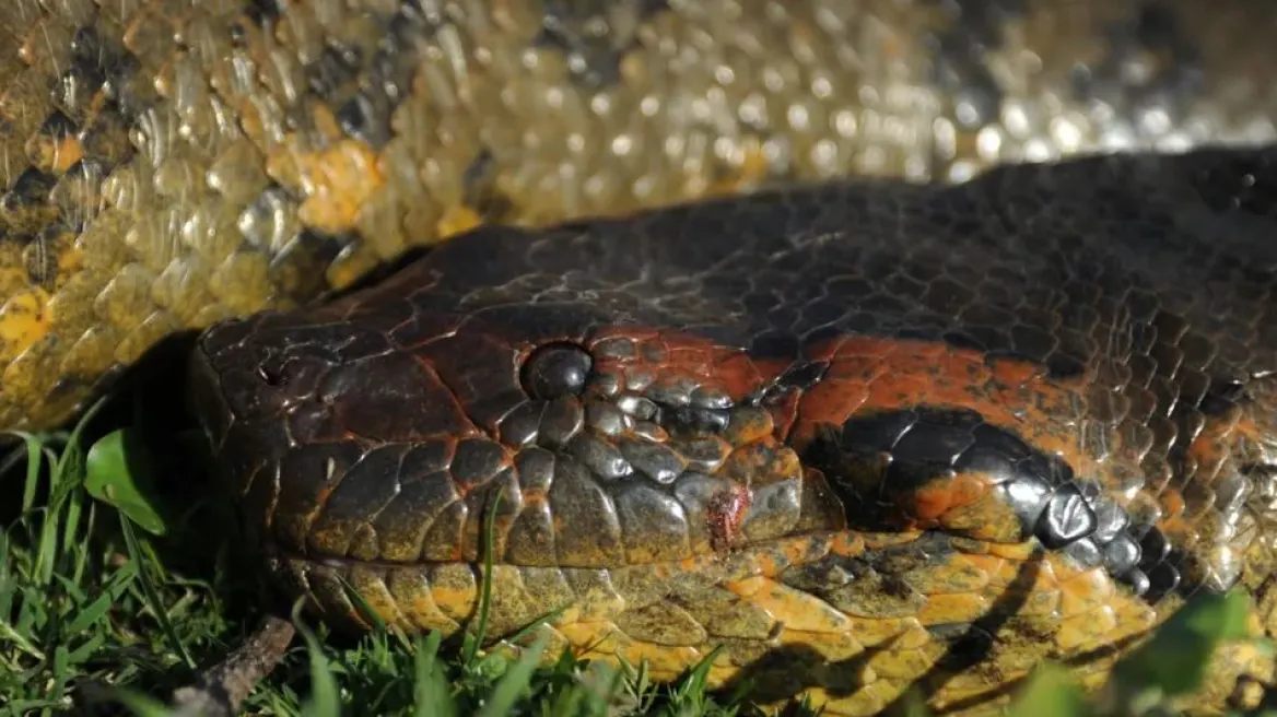 Ανακαλύφθηκε το μεγαλύτερο φίδι στον κόσμο