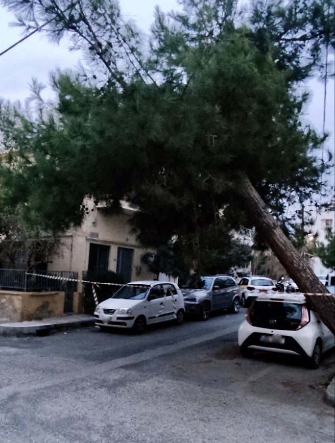 Σε εγρήγορση ξανά η Δημοτική Αρχή για τα δέντρα