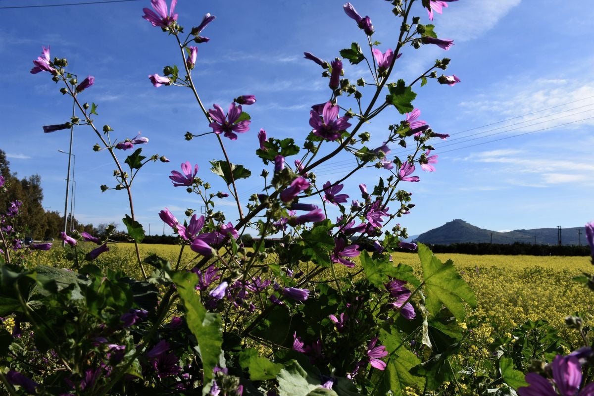 Μεγάλο “διάλειμμα” για τις Αλκυονίδες