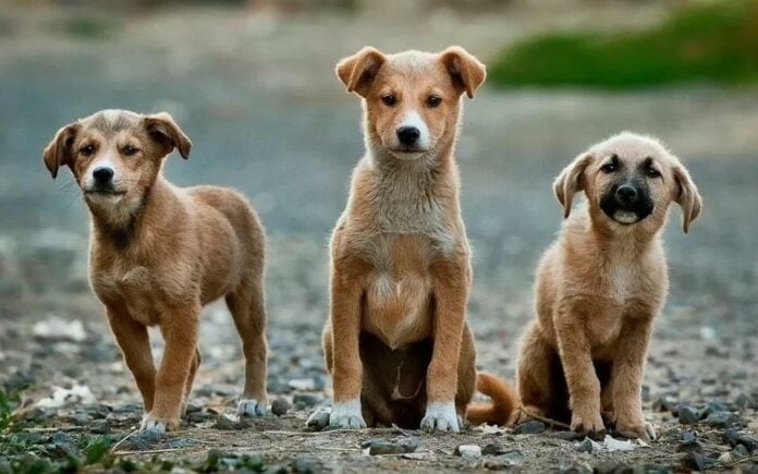Δήμος Μινώα: Επιτροπή παρακολούθησης για τα αδέσποτα