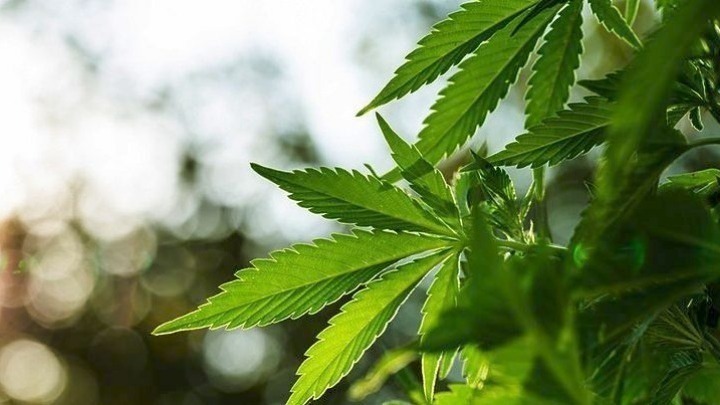 Η Γερμανία νομιμοποιεί περιορισμένα την Κάνναβη