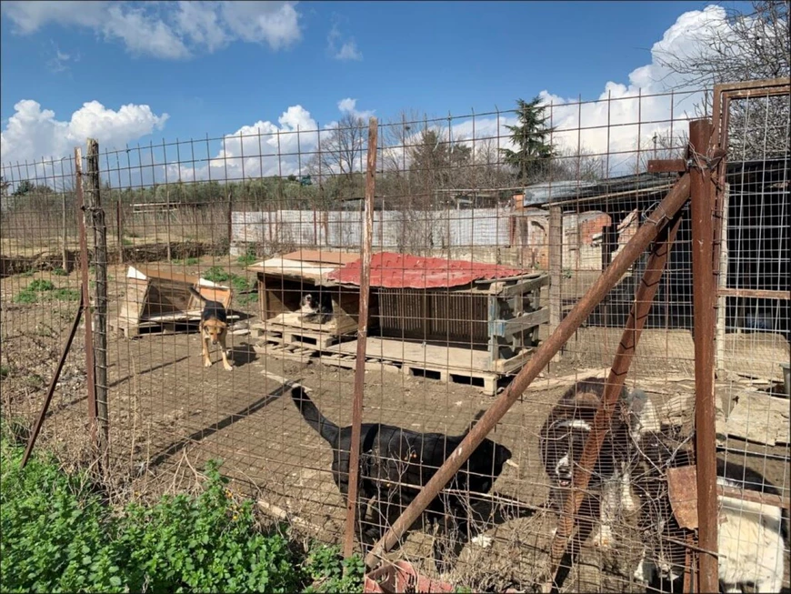 Ζούσαν κάτω από άθλιες συνθήκες 94 σκυλιά