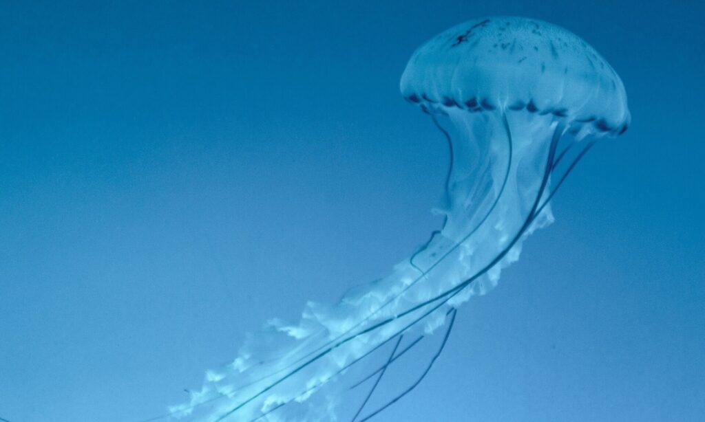 Ρόδος: Συναγερμός με μέδουσες – γίγας