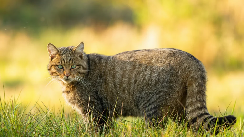 Αυτός είναι ο αγριόγατος της Κρήτης ! (video)