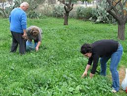 Πάμε για χόρτα! Συναρπαστικό πρόγραμμα από την Περιφέρεια Κρήτης