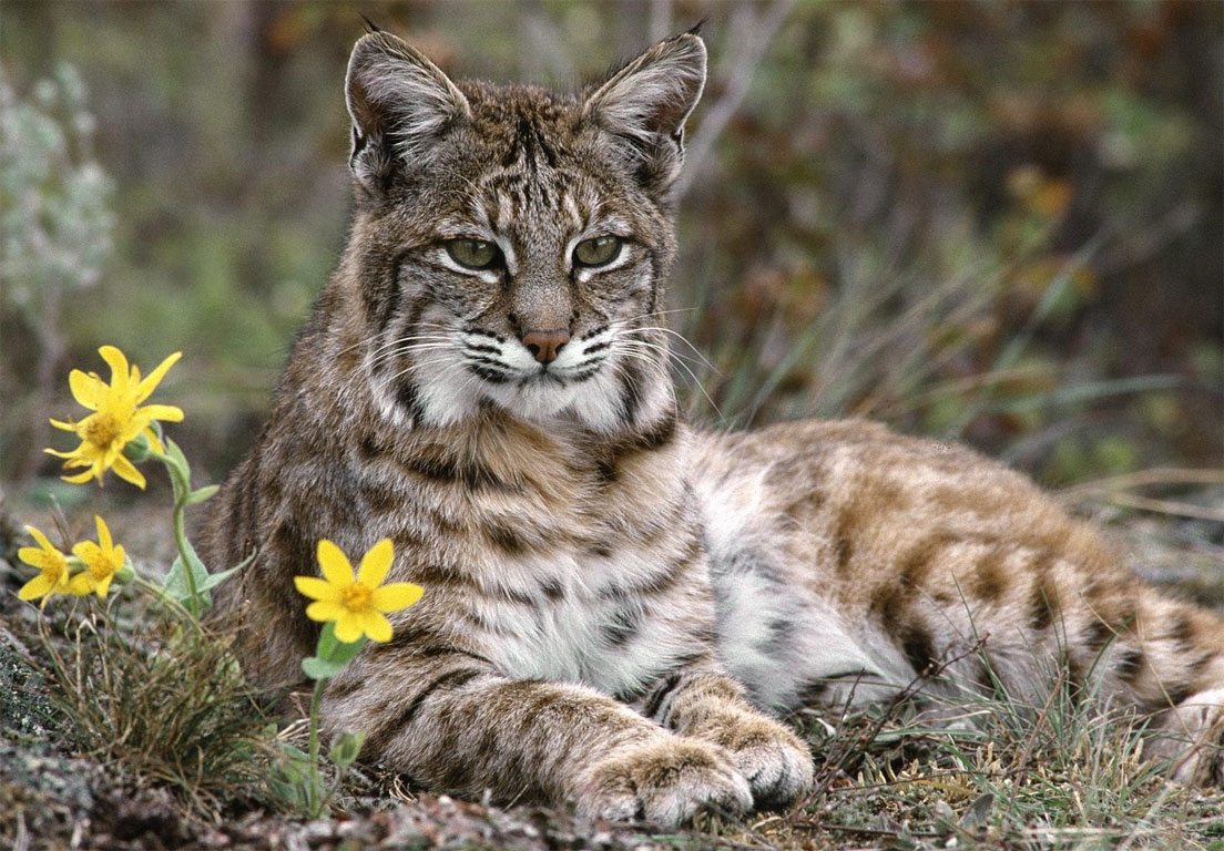Έρευνα: Σημαντικά συμπεράσματα για τον κρητικό αγριόγατο