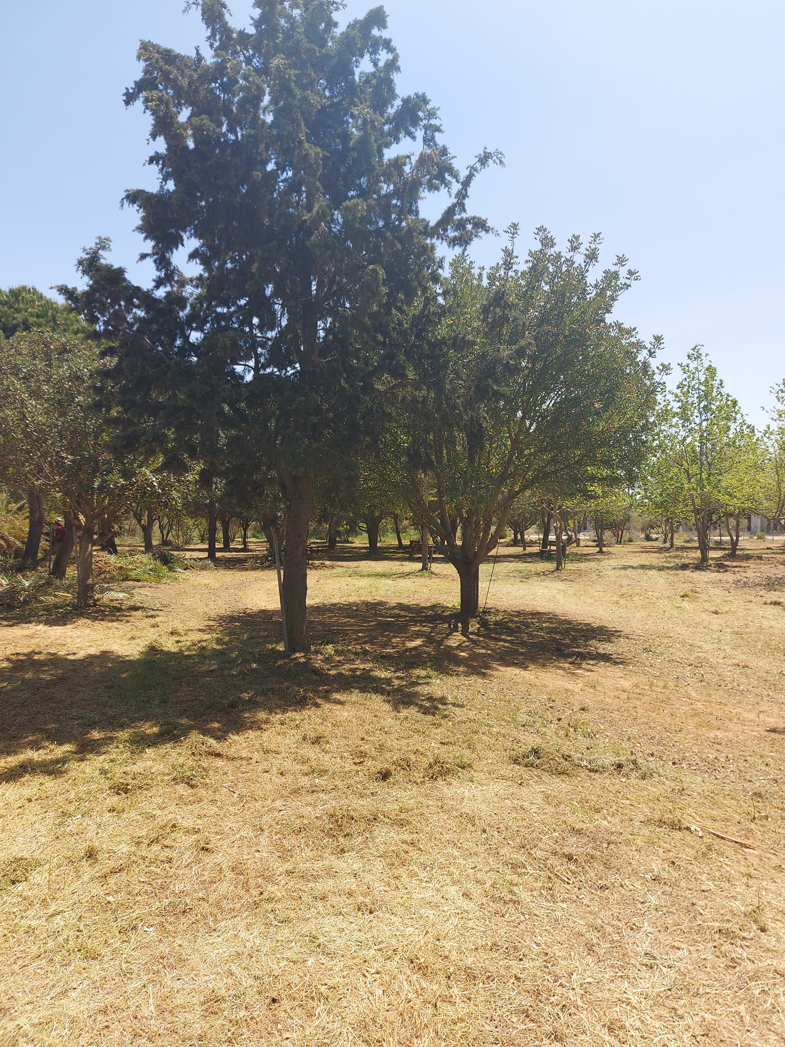 Καθάρισαν το δασάκι στο Θραψανό