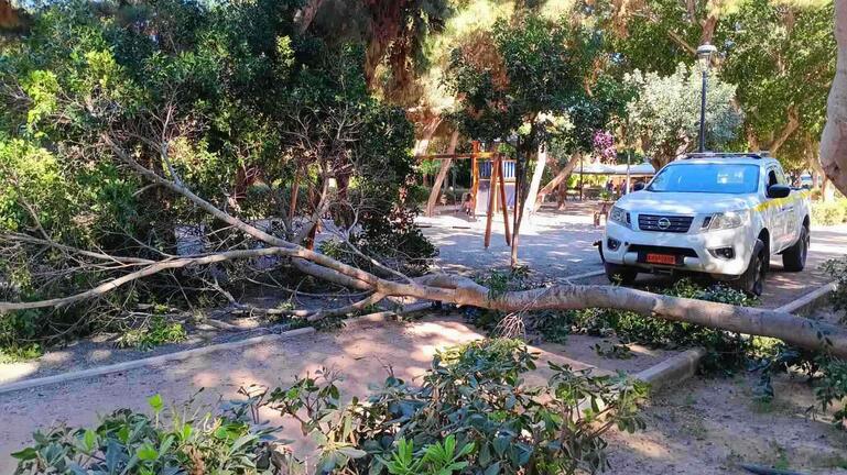 Ελέγχονται ξανά όλα τα δέντρα στο Ηράκλειο