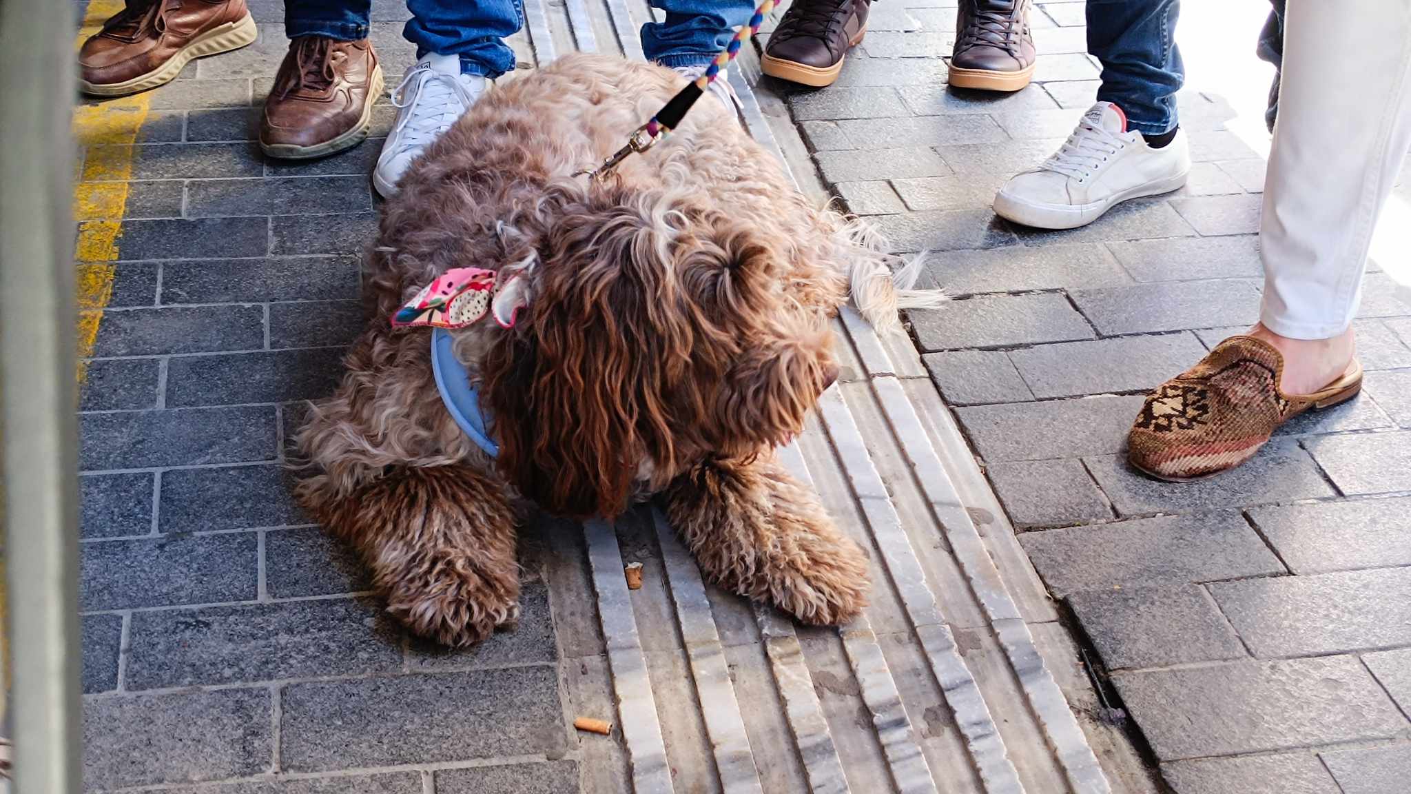Το χιούμορ του Κασσελάκη, η νέα ασχολία του Μητσοτάκη και ο… Φάρλυ